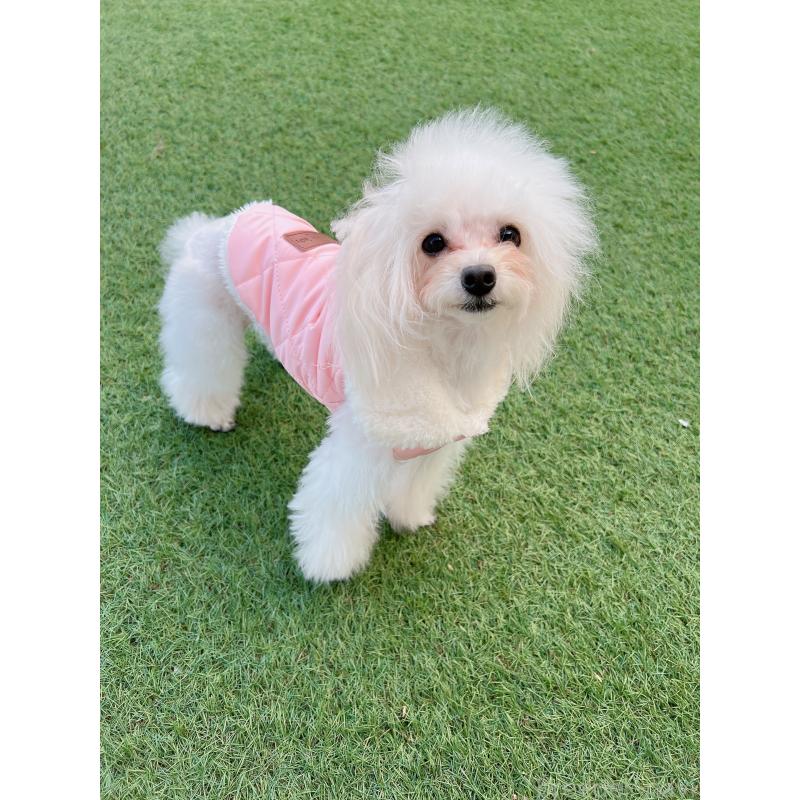 販売中の福岡県のティーカッププードル-420597の4枚目