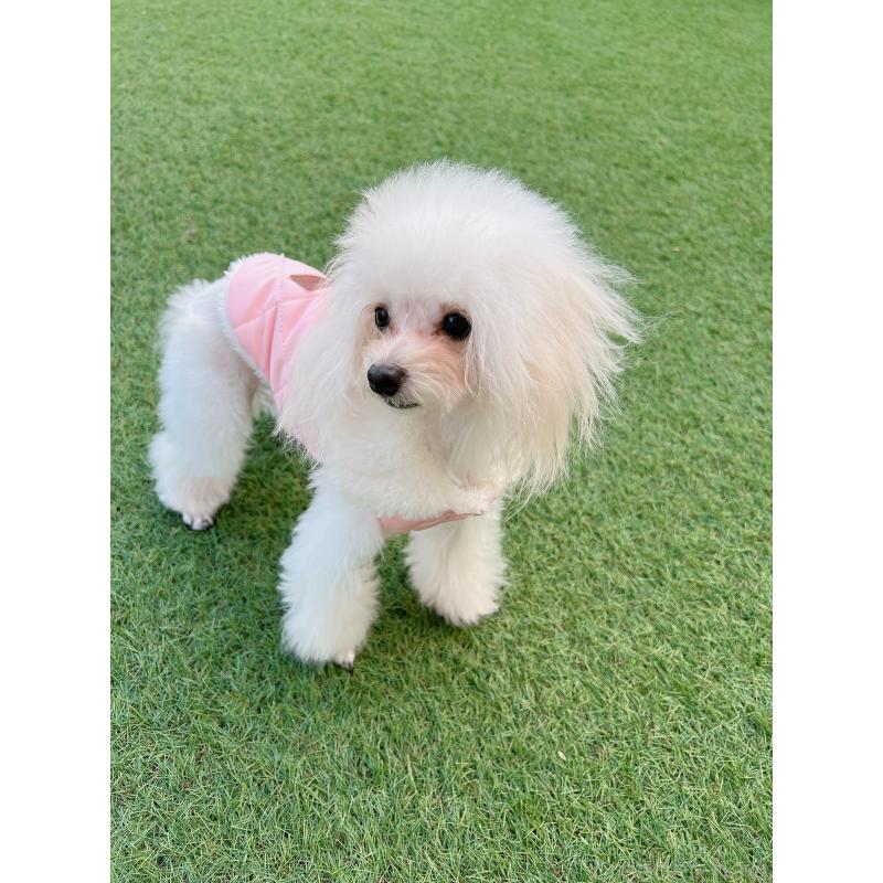 販売中の福岡県のティーカッププードル-420597の3枚目