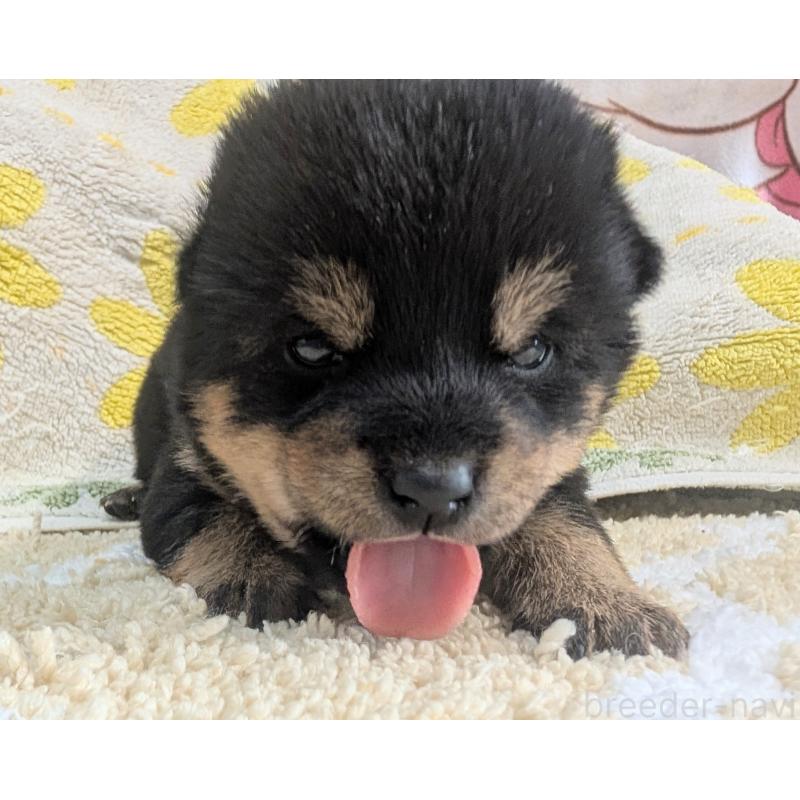 販売中の千葉県の豆柴-427491の2枚目