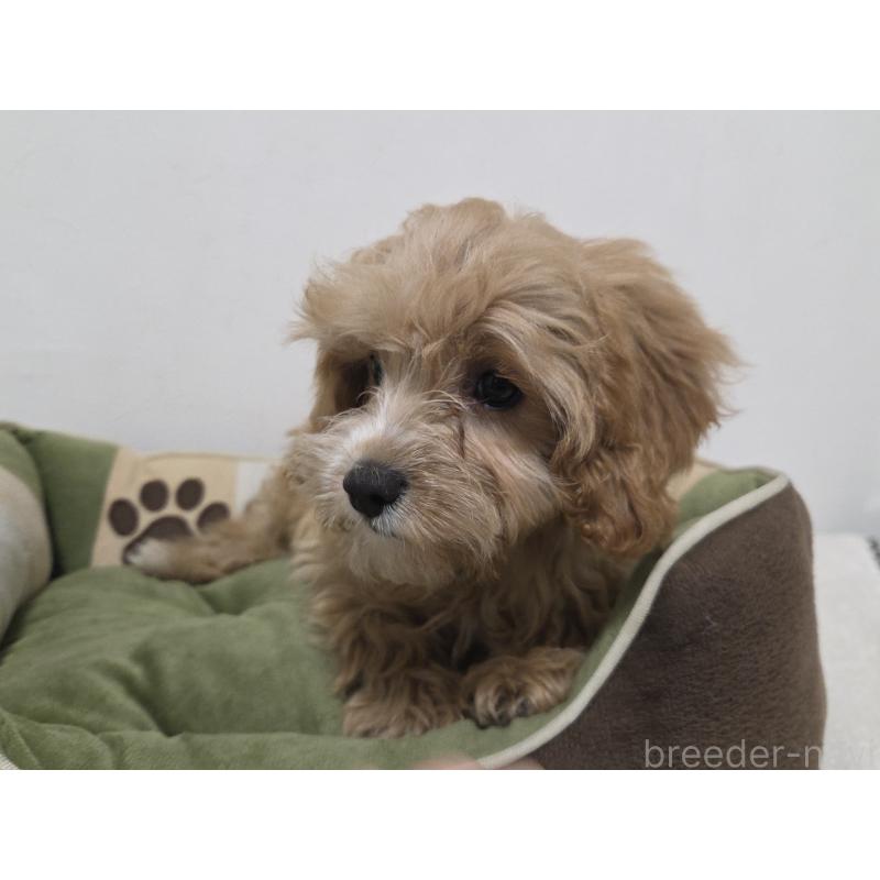 成約済の神奈川県のキャバプー:キャバリア×トイプードル-414287の6枚目