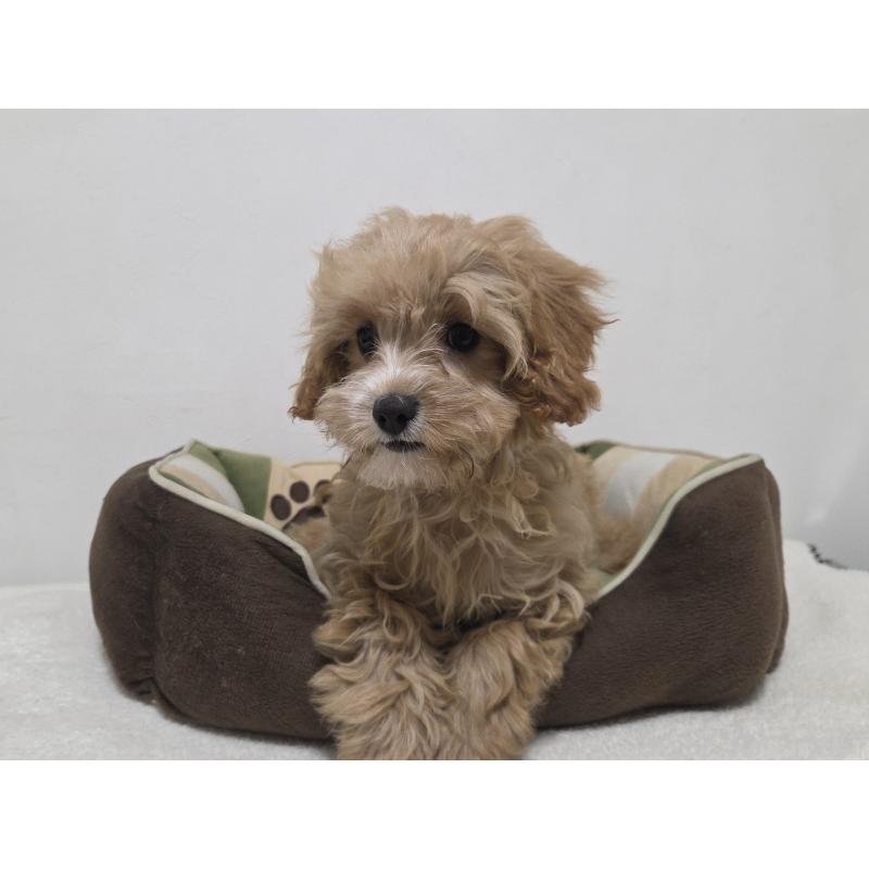 成約済の神奈川県のキャバプー:キャバリア×トイプードル-414287の5枚目