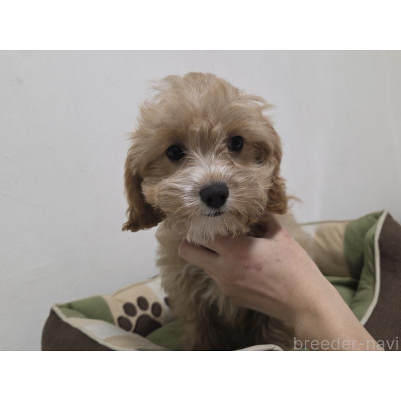 成約済の神奈川県のキャバプー:キャバリア×トイプードル-414287の4枚目