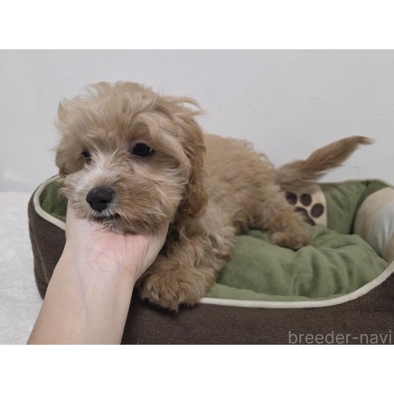 成約済の神奈川県のキャバプー:キャバリア×トイプードル-414287の3枚目