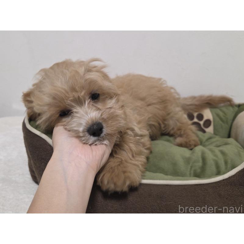 成約済の神奈川県のキャバプー:キャバリア×トイプードル-414287の2枚目