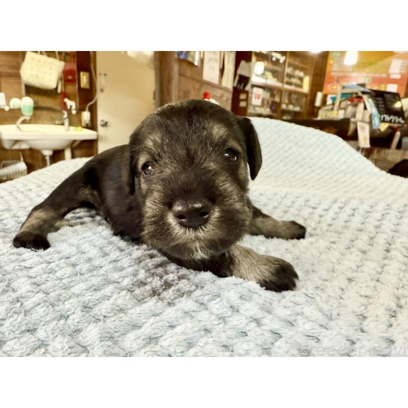 販売中の長野県のミニチュアシュナウザー-427493の8枚目