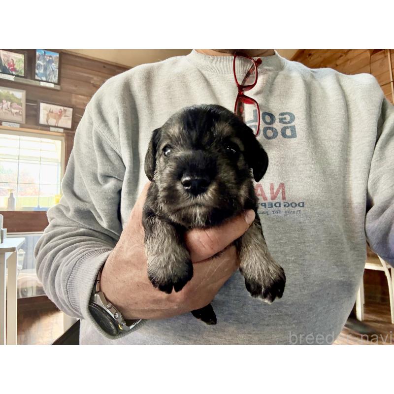 販売中の長野県のミニチュアシュナウザー-427493の6枚目