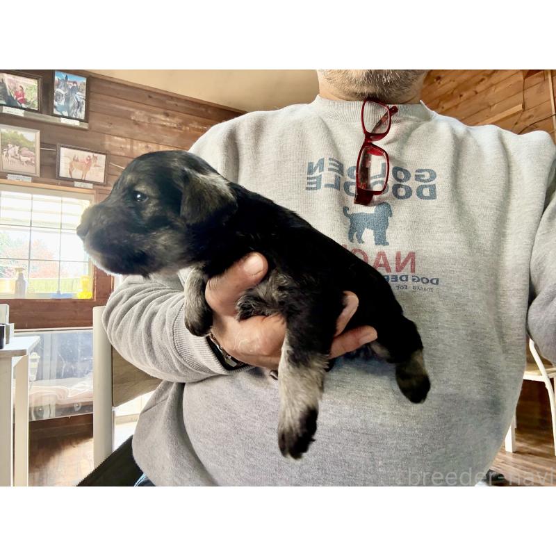 販売中の長野県のミニチュアシュナウザー-427493の5枚目