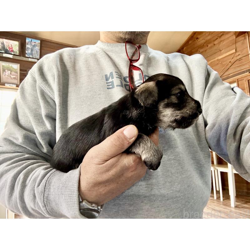 販売中の長野県のミニチュアシュナウザー-427493の4枚目