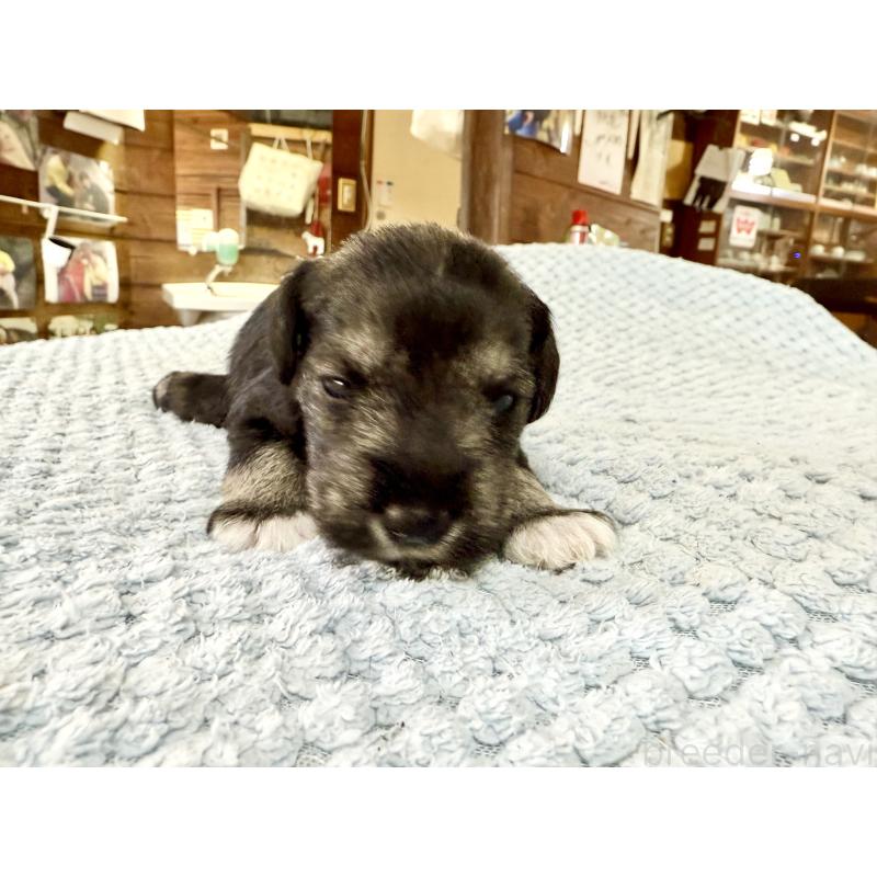 販売中の長野県のミニチュアシュナウザー-427494の8枚目