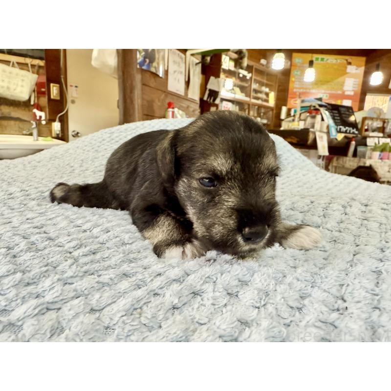 販売中の長野県のミニチュアシュナウザー-427494の7枚目