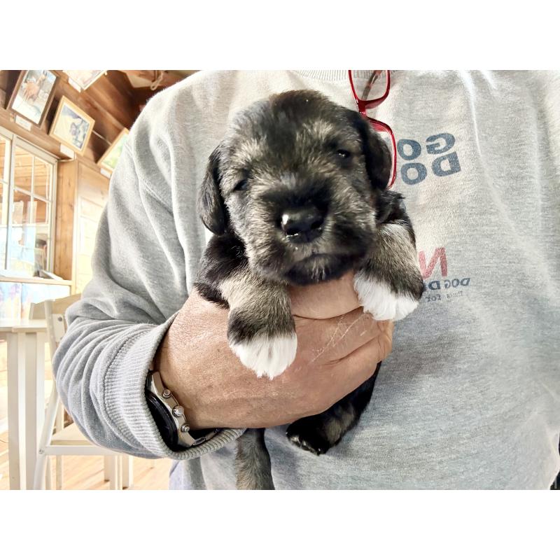 販売中の長野県のミニチュアシュナウザー-427494の6枚目