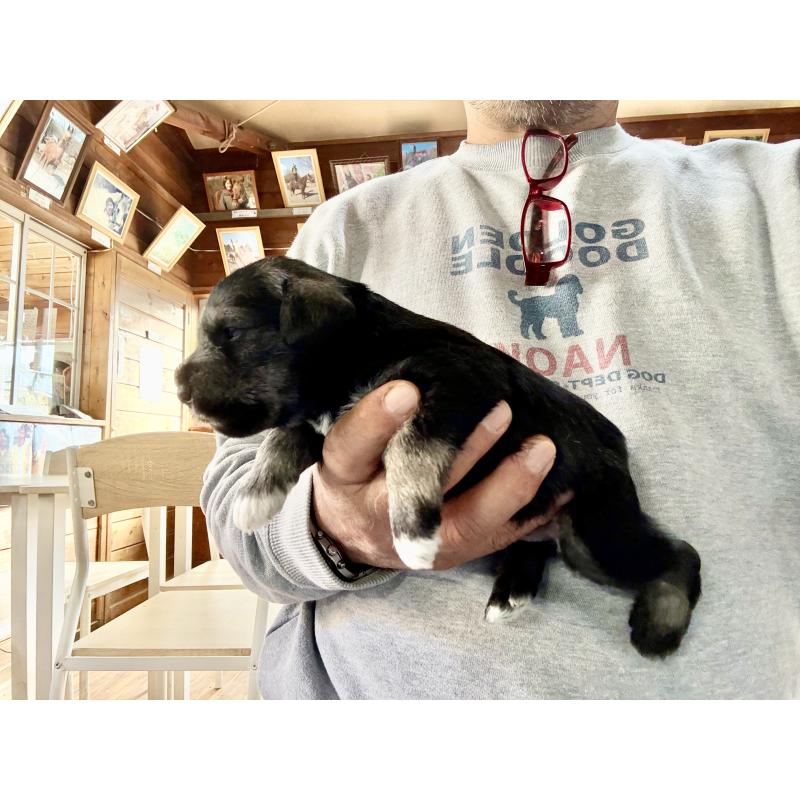 販売中の長野県のミニチュアシュナウザー-427494の4枚目