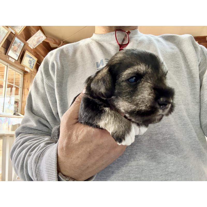 販売中の長野県のミニチュアシュナウザー-427494の3枚目