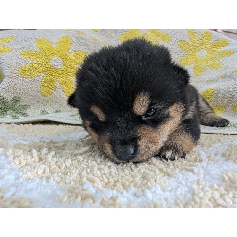 販売中の千葉県の豆柴-427386の3枚目