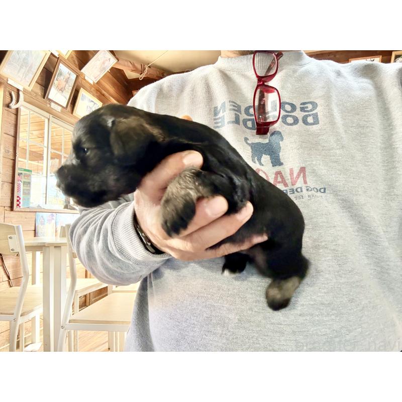 販売中の長野県のミニチュアシュナウザー-427495の8枚目