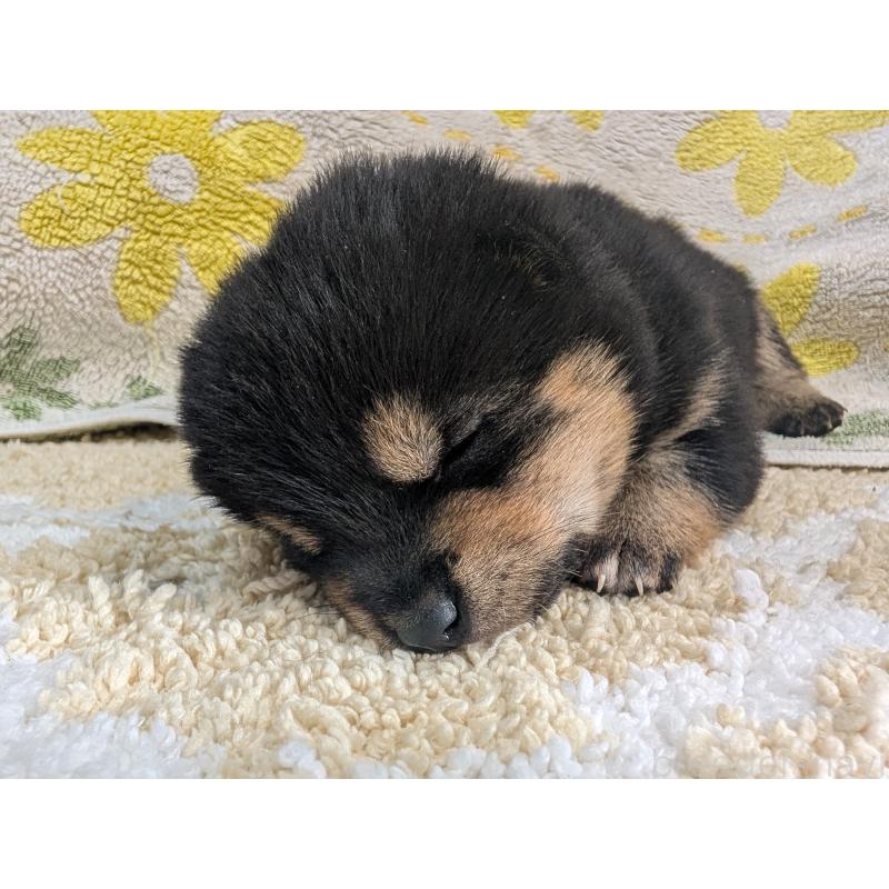 販売中の千葉県の豆柴-427386の2枚目