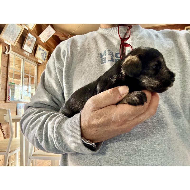 販売中の長野県のミニチュアシュナウザー-427495の7枚目