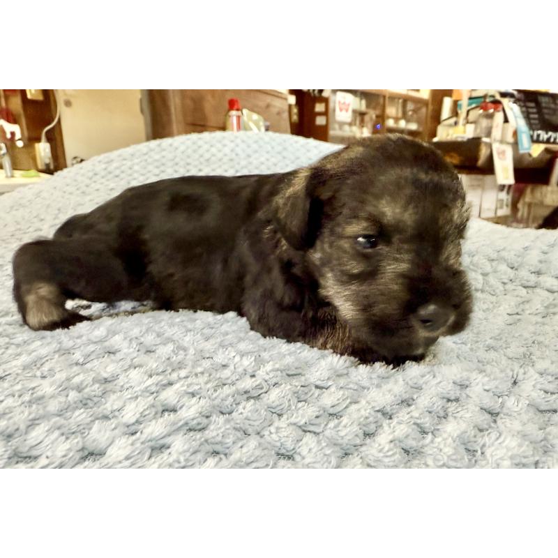 販売中の長野県のミニチュアシュナウザー-427495の6枚目