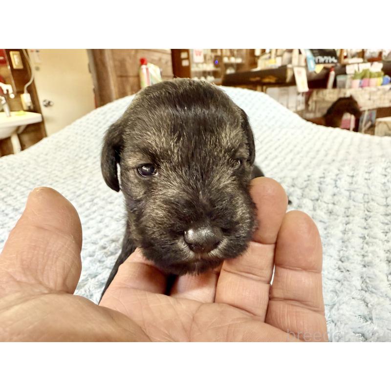 販売中の長野県のミニチュアシュナウザー-427495の5枚目