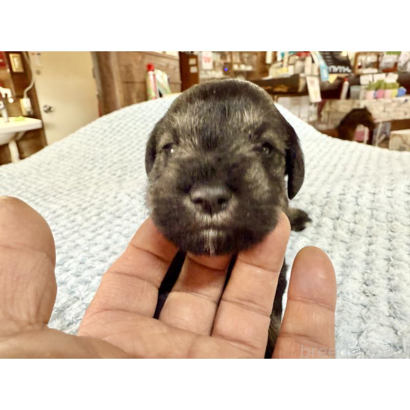 販売中の長野県のミニチュアシュナウザー-427495の4枚目