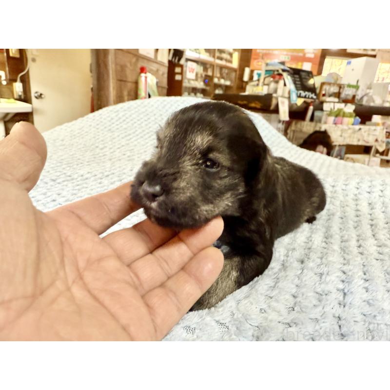 販売中の長野県のミニチュアシュナウザー-427495の3枚目