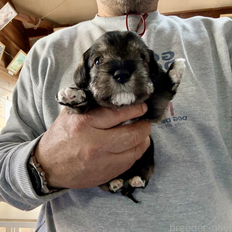 販売中の長野県のミニチュアシュナウザー-427496の8枚目