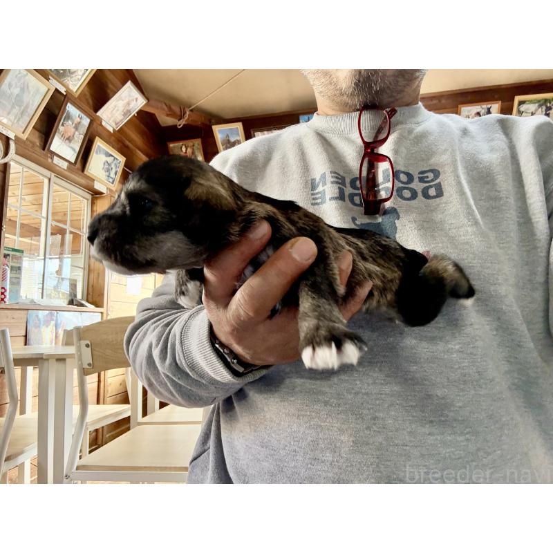 販売中の長野県のミニチュアシュナウザー-427496の7枚目