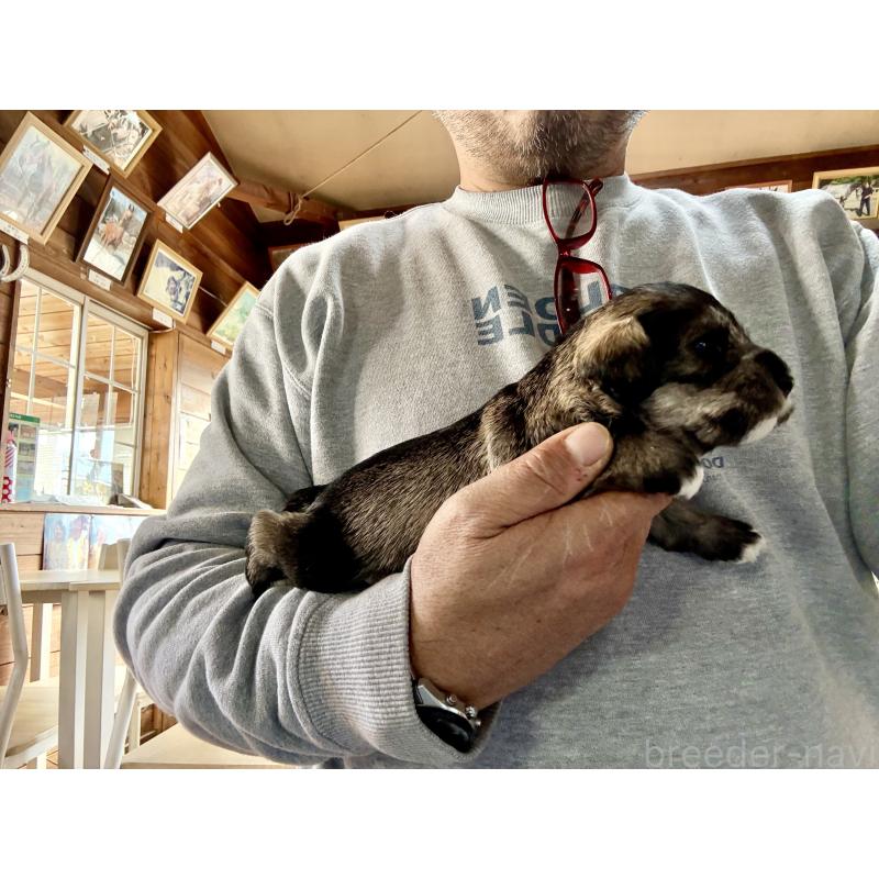 販売中の長野県のミニチュアシュナウザー-427496の6枚目