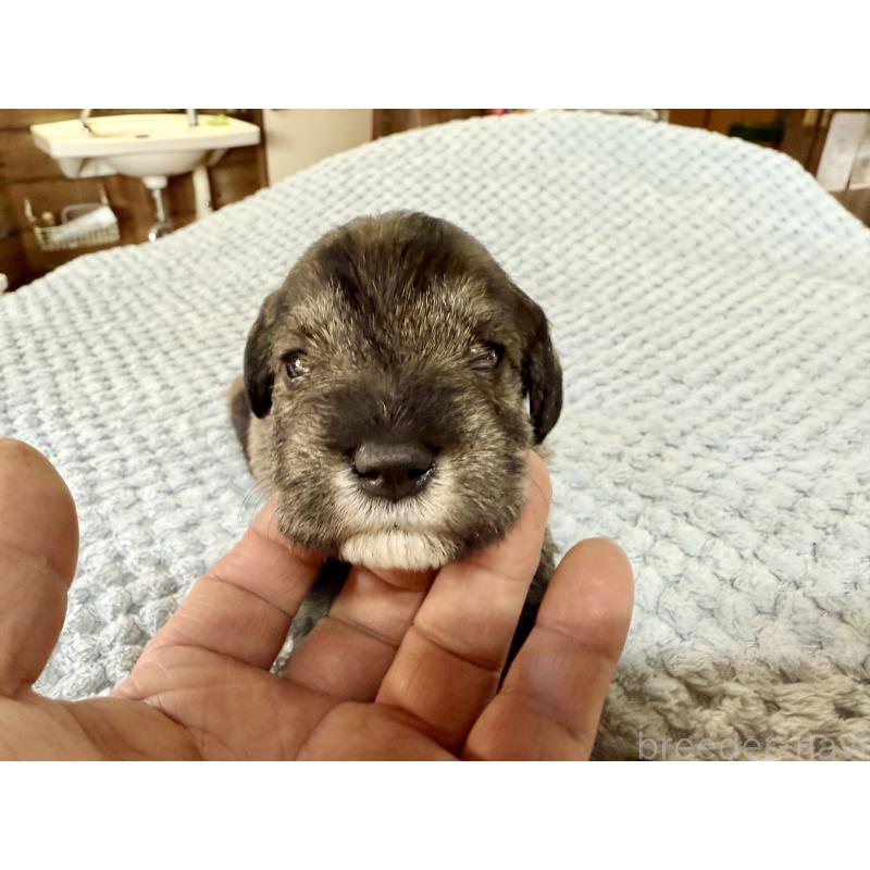 販売中の長野県のミニチュアシュナウザー-427496の5枚目