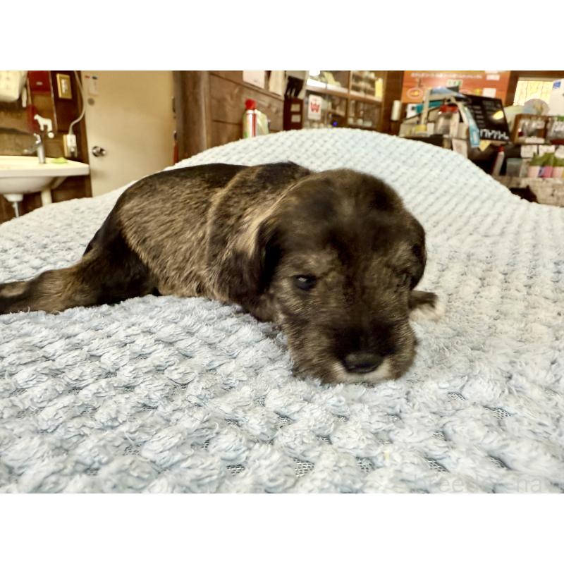 販売中の長野県のミニチュアシュナウザー-427496の4枚目