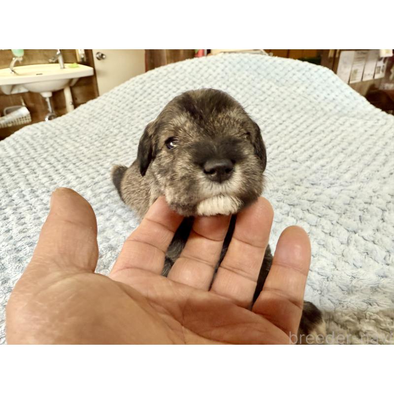 販売中の長野県のミニチュアシュナウザー-427496の3枚目