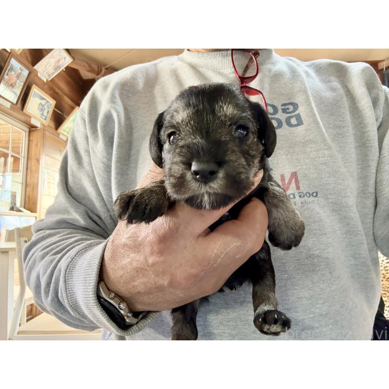 販売中の長野県のミニチュアシュナウザー-427497の7枚目