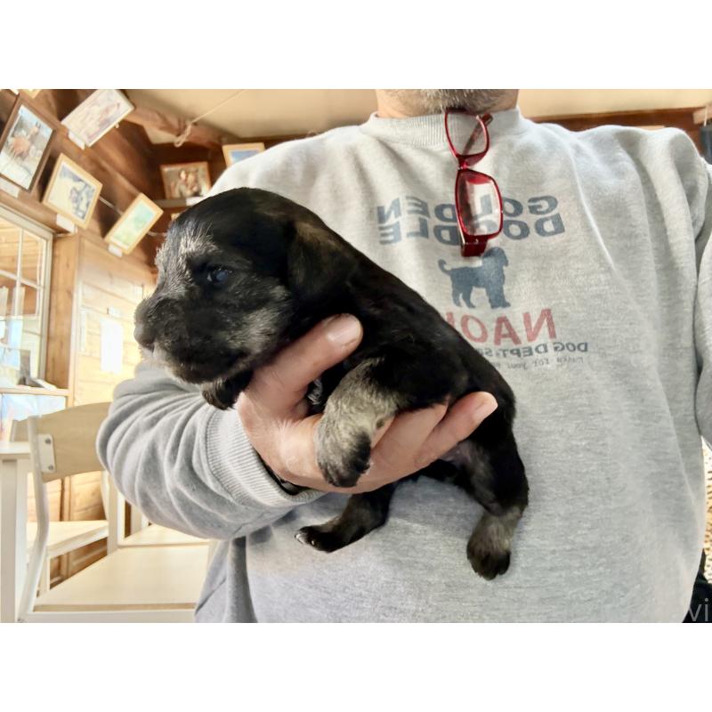 販売中の長野県のミニチュアシュナウザー-427497の6枚目