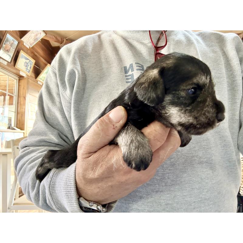 販売中の長野県のミニチュアシュナウザー-427497の5枚目