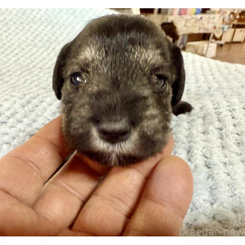 販売中の長野県のミニチュアシュナウザー-427497の4枚目