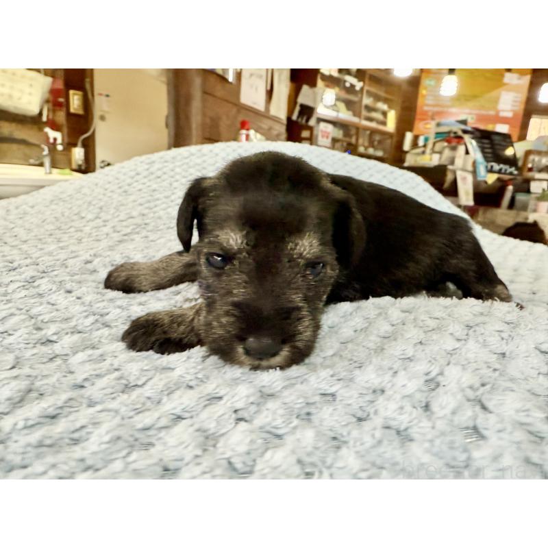 販売中の長野県のミニチュアシュナウザー-427497の3枚目