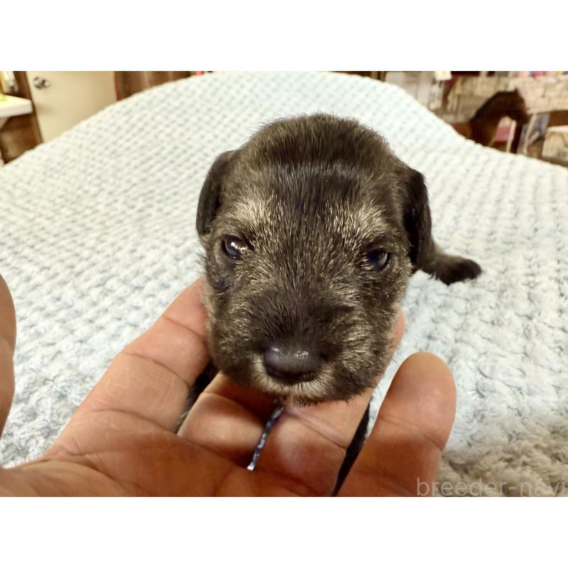 販売中の長野県のミニチュアシュナウザー-427497の2枚目