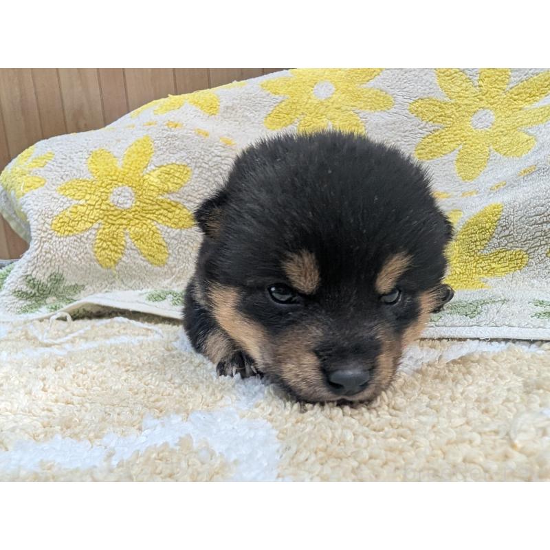 販売中の千葉県の豆柴-427498の3枚目