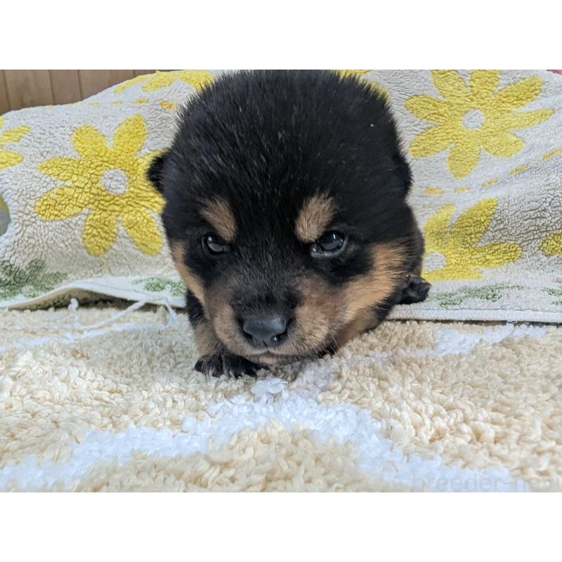 販売中の千葉県の豆柴-427498の2枚目