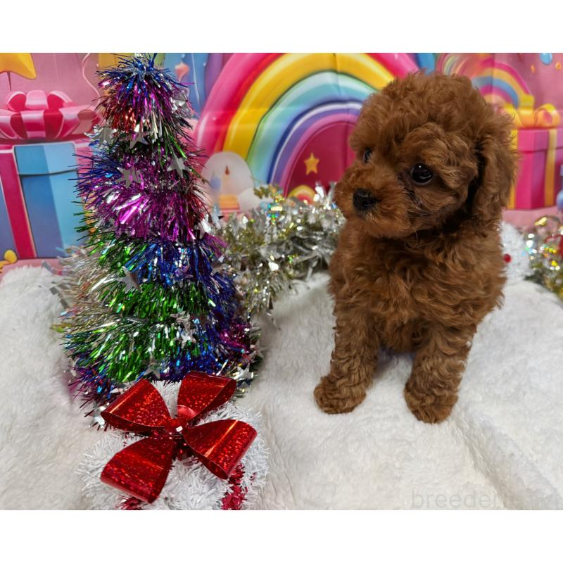 販売中の大阪府のティーカッププードル-427508の3枚目