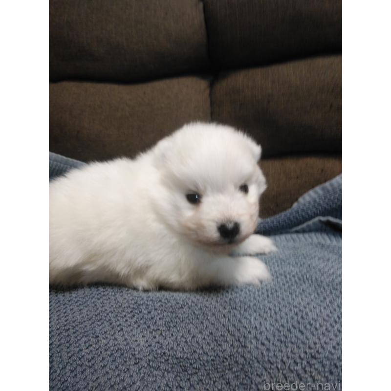 販売中の千葉県の日本スピッツ-427499の5枚目