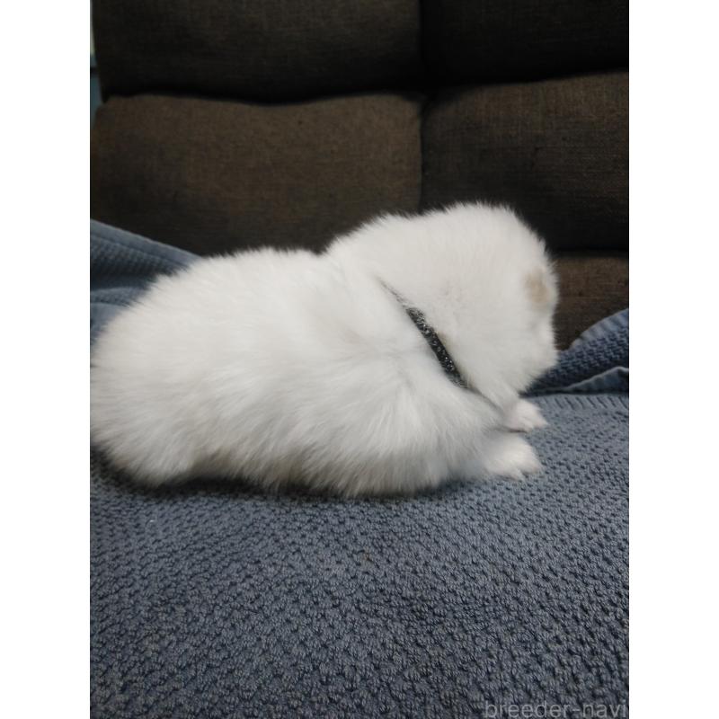 販売中の千葉県の日本スピッツ-427499の4枚目