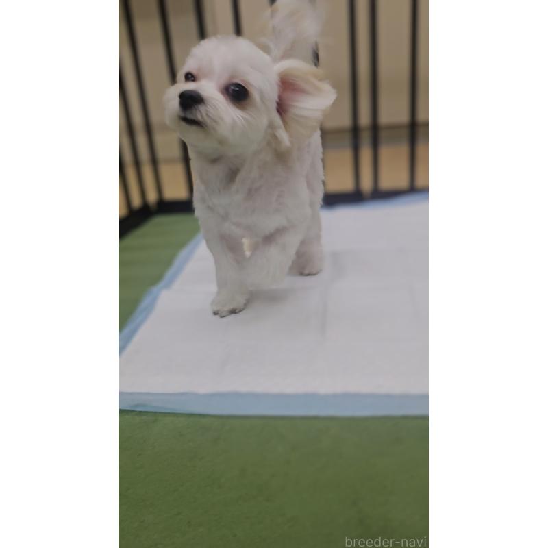 販売中の兵庫県のマルプー:マルチーズ×トイプードル-409289の2枚目