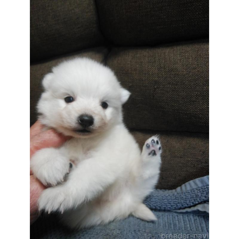 販売中の千葉県の日本スピッツ-427500の6枚目