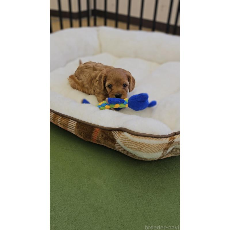 販売中の兵庫県のキャバプー:キャバリア×トイプードル-427501の3枚目