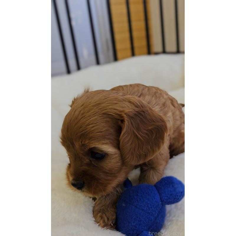 販売中の兵庫県のキャバプー:キャバリア×トイプードル-427501の2枚目