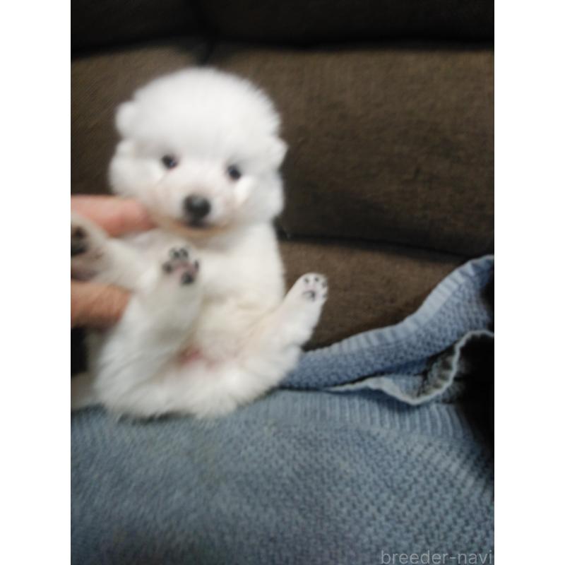 販売中の千葉県の日本スピッツ-427500の5枚目