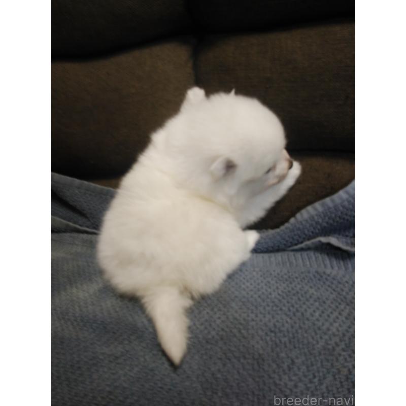 販売中の千葉県の日本スピッツ-427500の4枚目