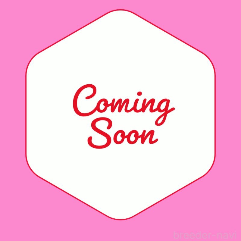 アランくん1枚目