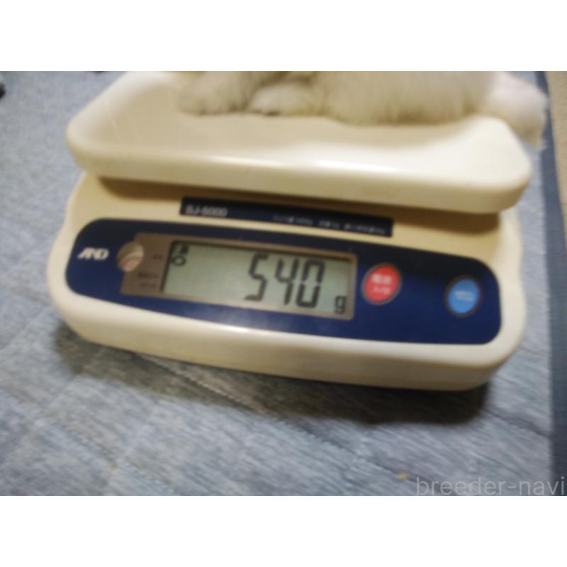 販売中の千葉県の日本スピッツ-427499の3枚目